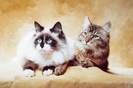 Sibirische Katze und Neva Masquarade